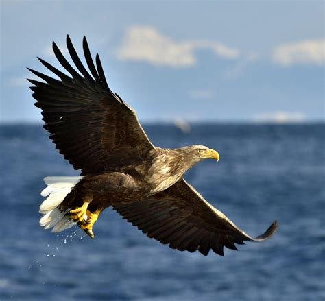 White-Tailed-Eagle