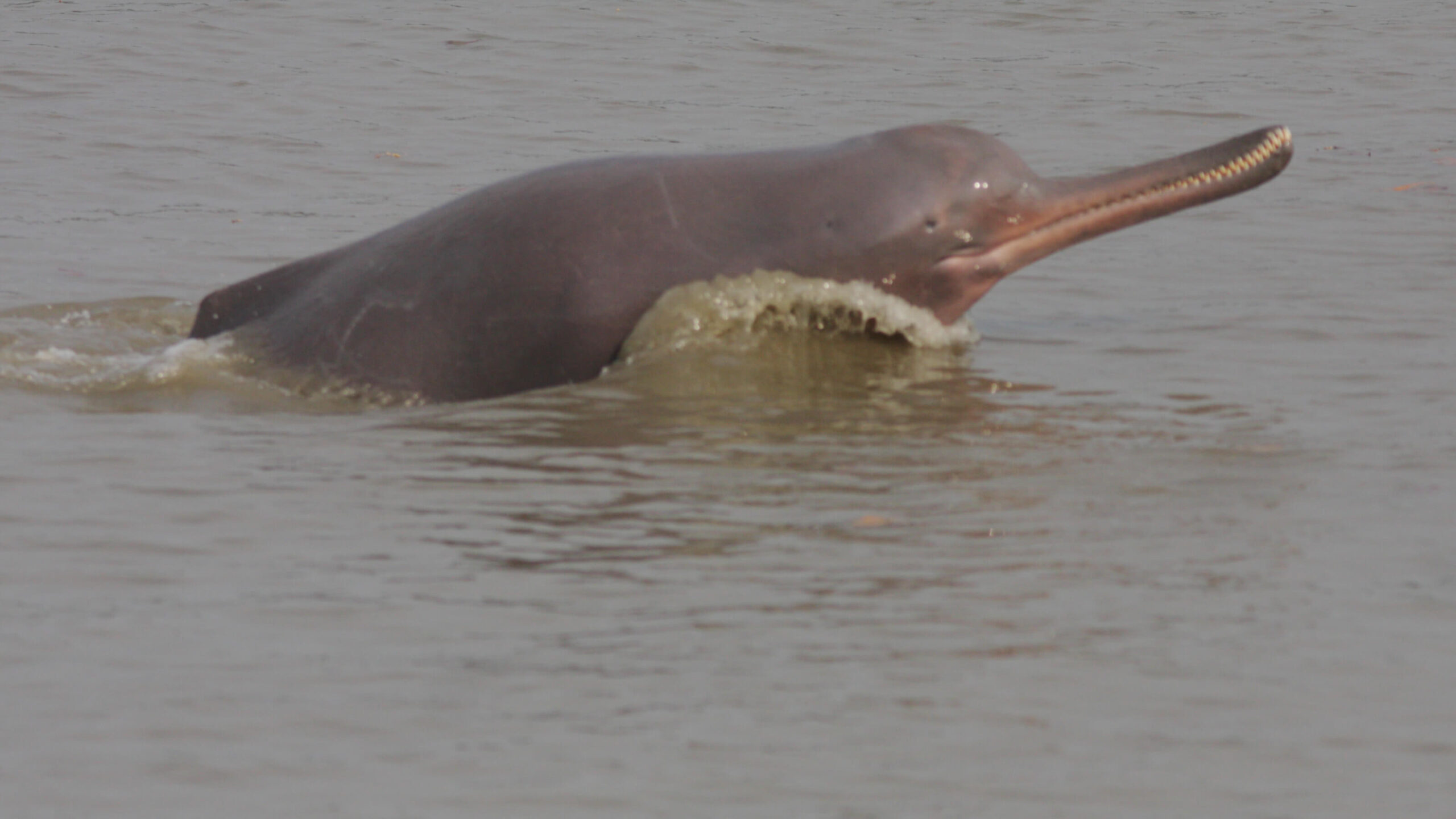 Rare Indus river dolphins