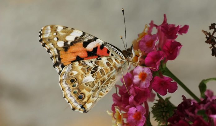 EU Plans to Raise €20bn a Year to Protect Biodiversity