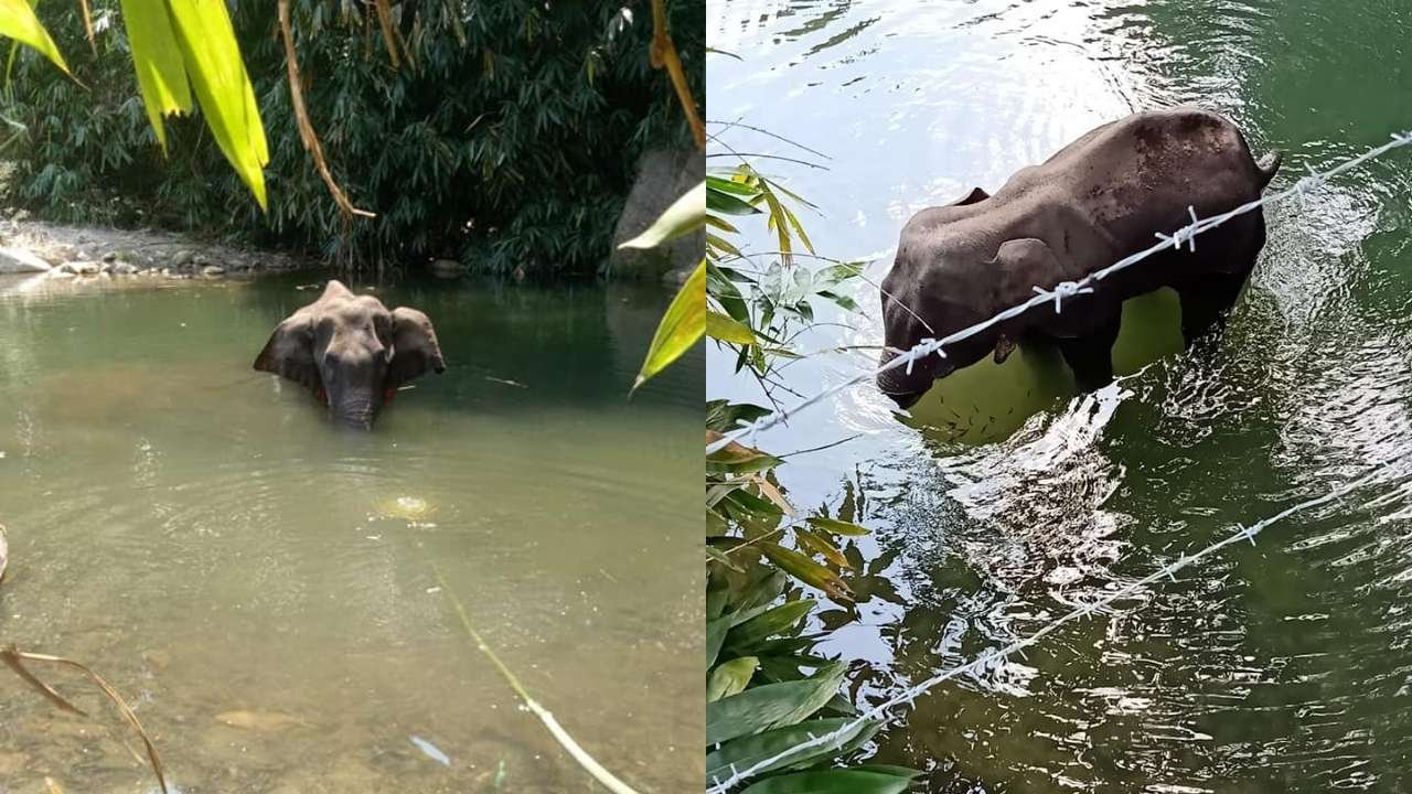 Pregnant Elephant Was Not 'Fed' Pineapple